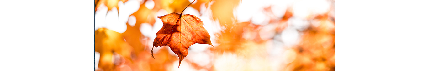 Automne
